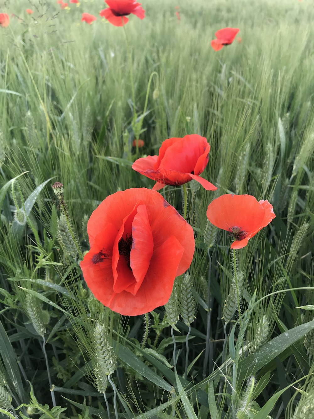 a group of red flowers