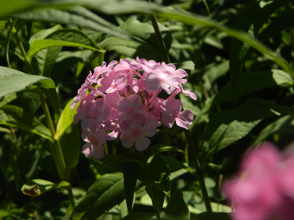 a close up of a flower