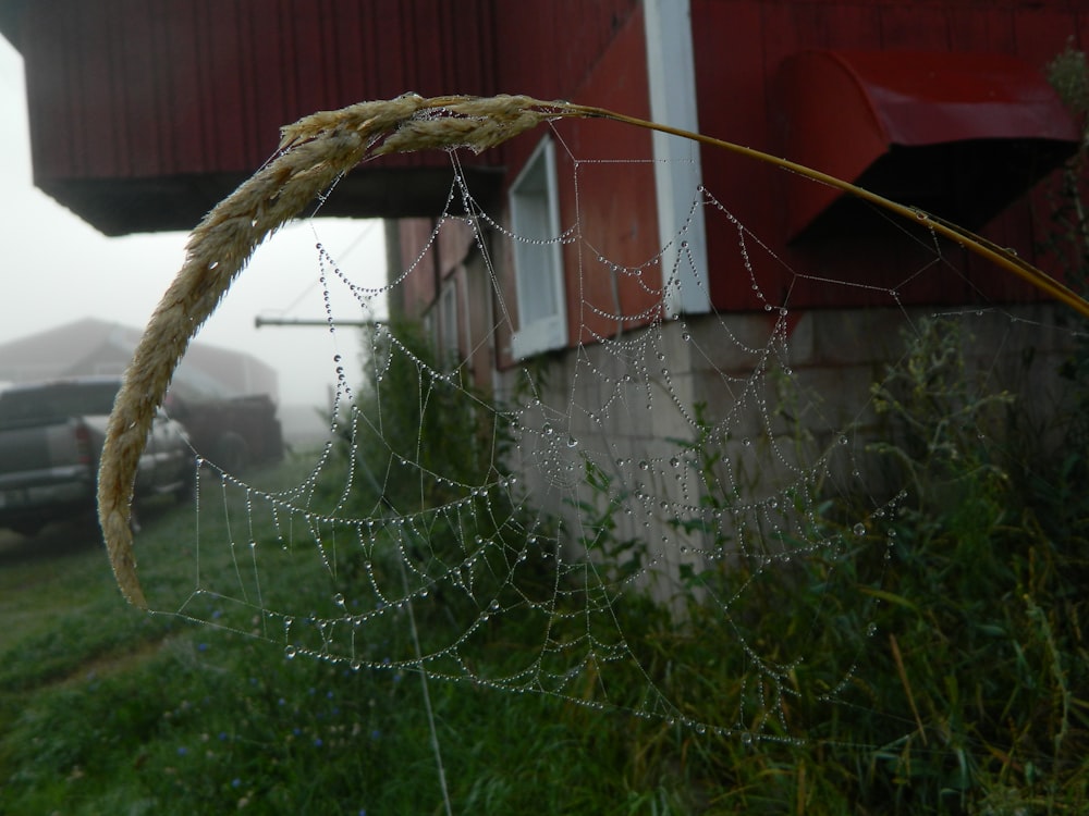 a spider web in a yard