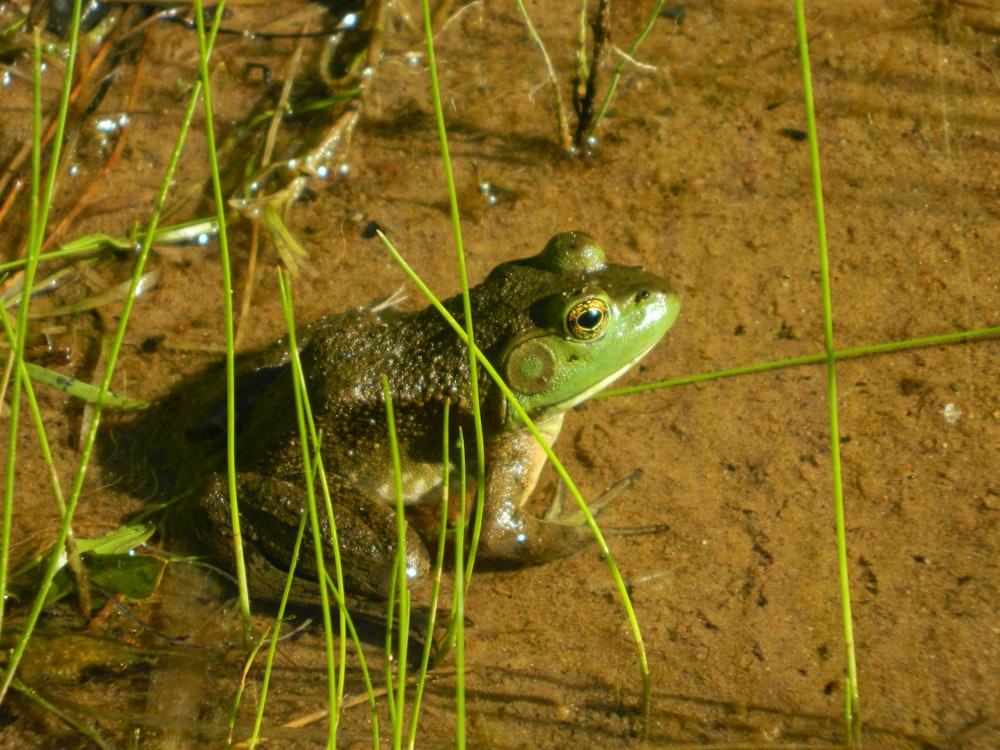 a frog in the water