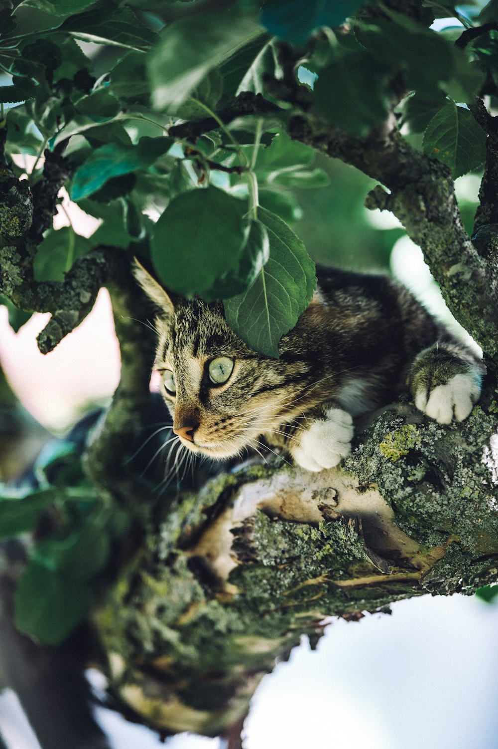 um gato em uma árvore