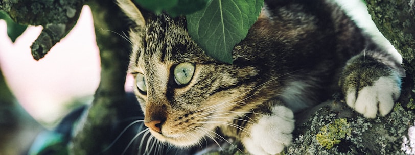 a cat in a tree