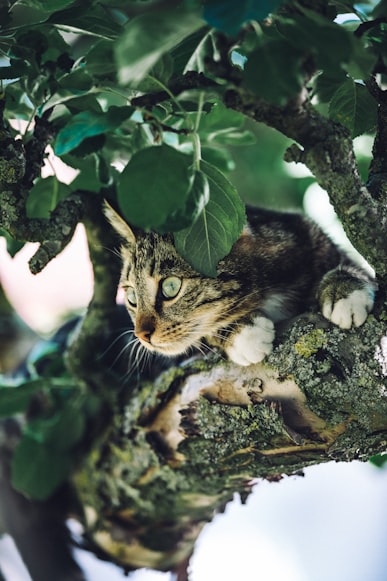 кот смотрит с дерева