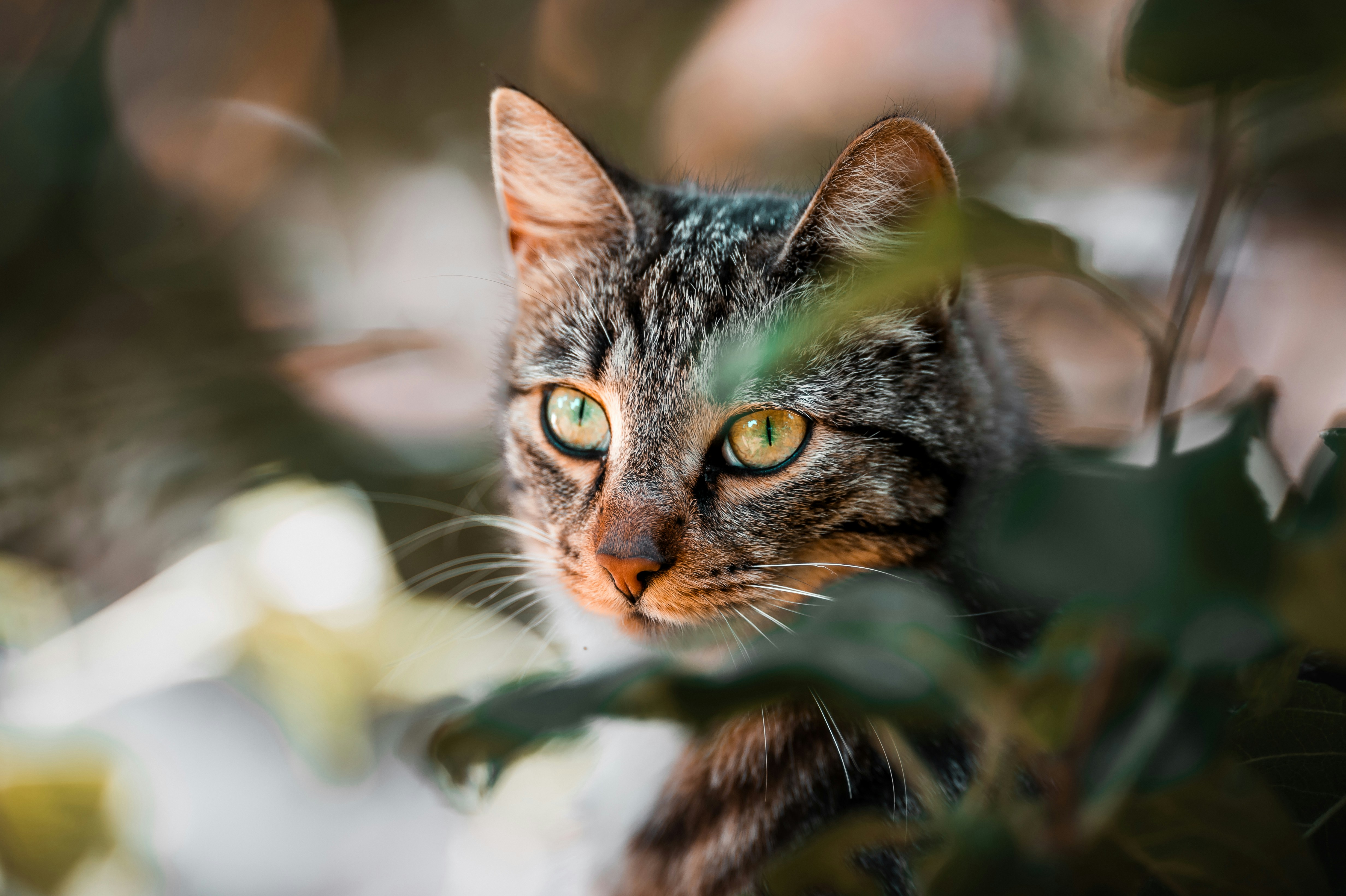 9 lives isn't enough to capture the amazing-ness of cats. You need high-quality, professionally photographed images to do that. Unsplash's collection of cat images capture the wonder of the kitty in high-definition, and you can use these images however you wish for free.