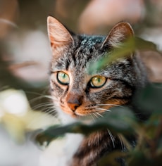 a cat looking at the camera