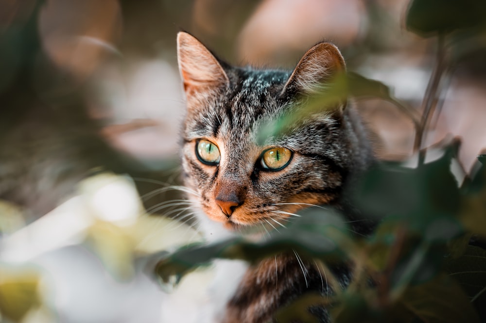 a cat looking at the camera