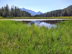 a lake surrounded by grass and trees