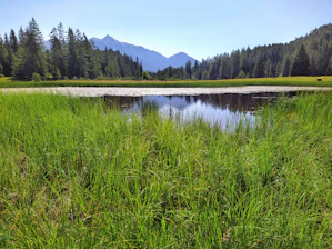 a lake surrounded by grass and trees