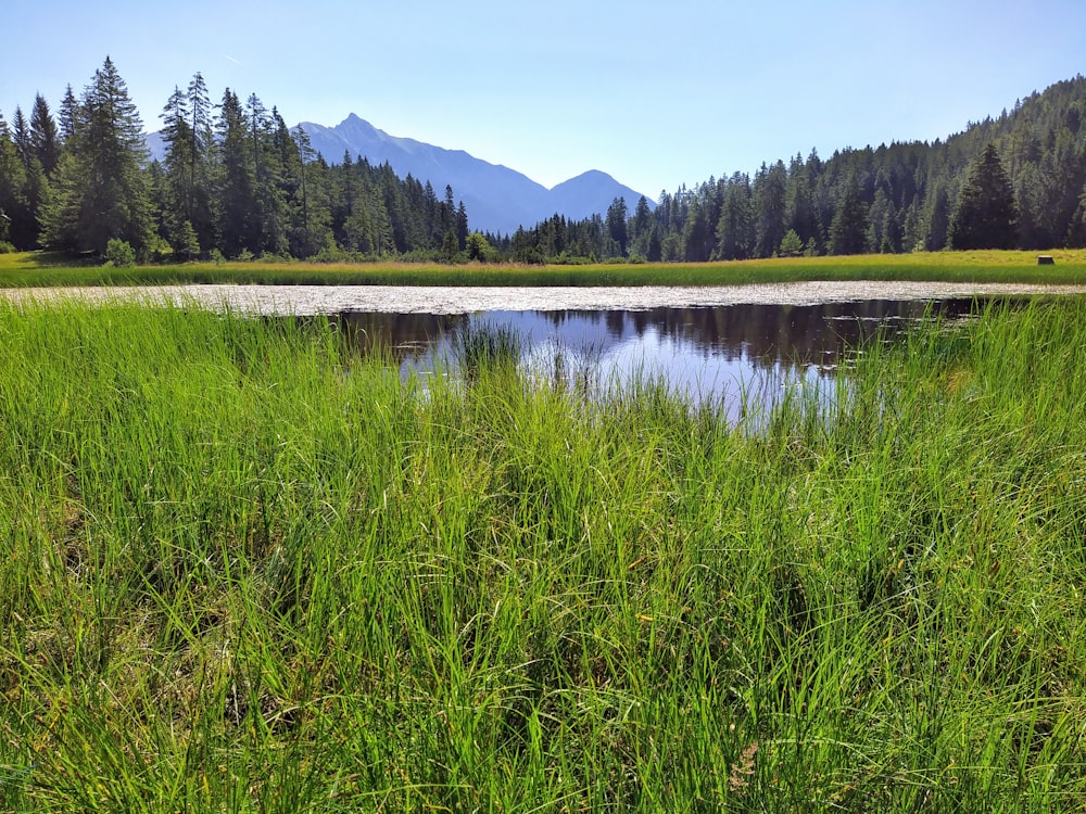 Un lago circondato da erba e alberi