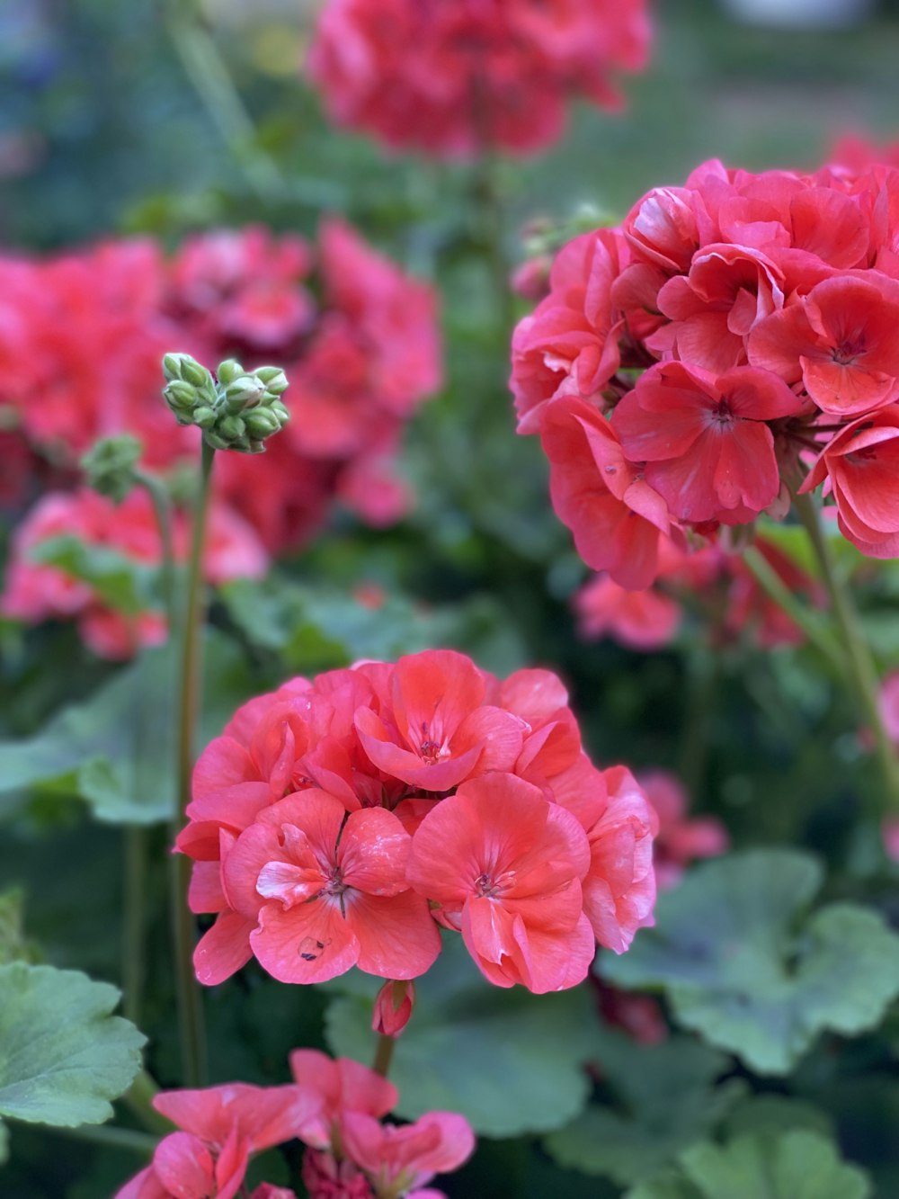 a group of pink flowers