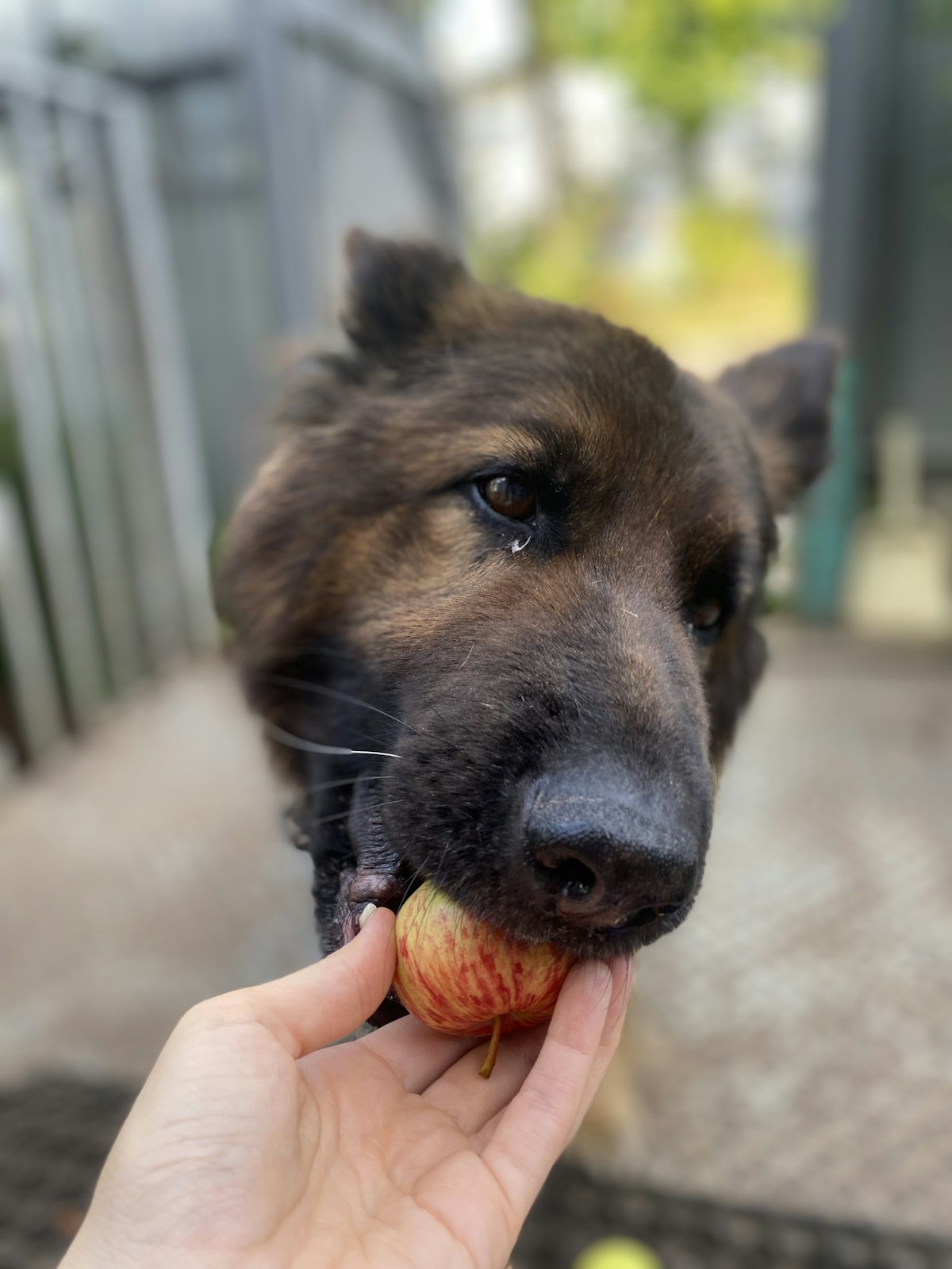 Cão de pelagem preta e marrom mordendo uma maçã pequena que a mão do tutor oferece