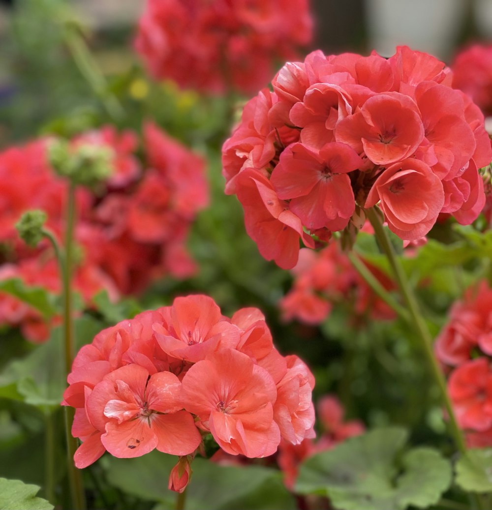 a group of pink flowers