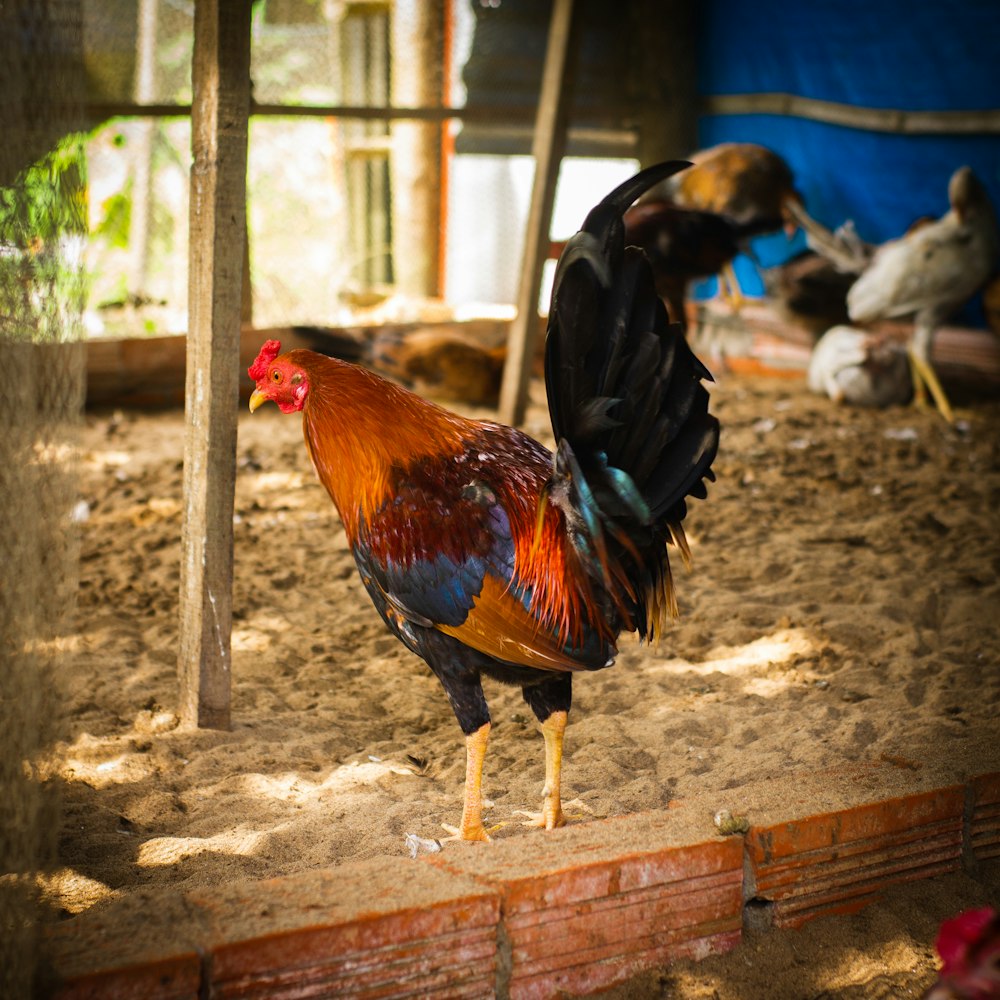 a rooster standing on dirt