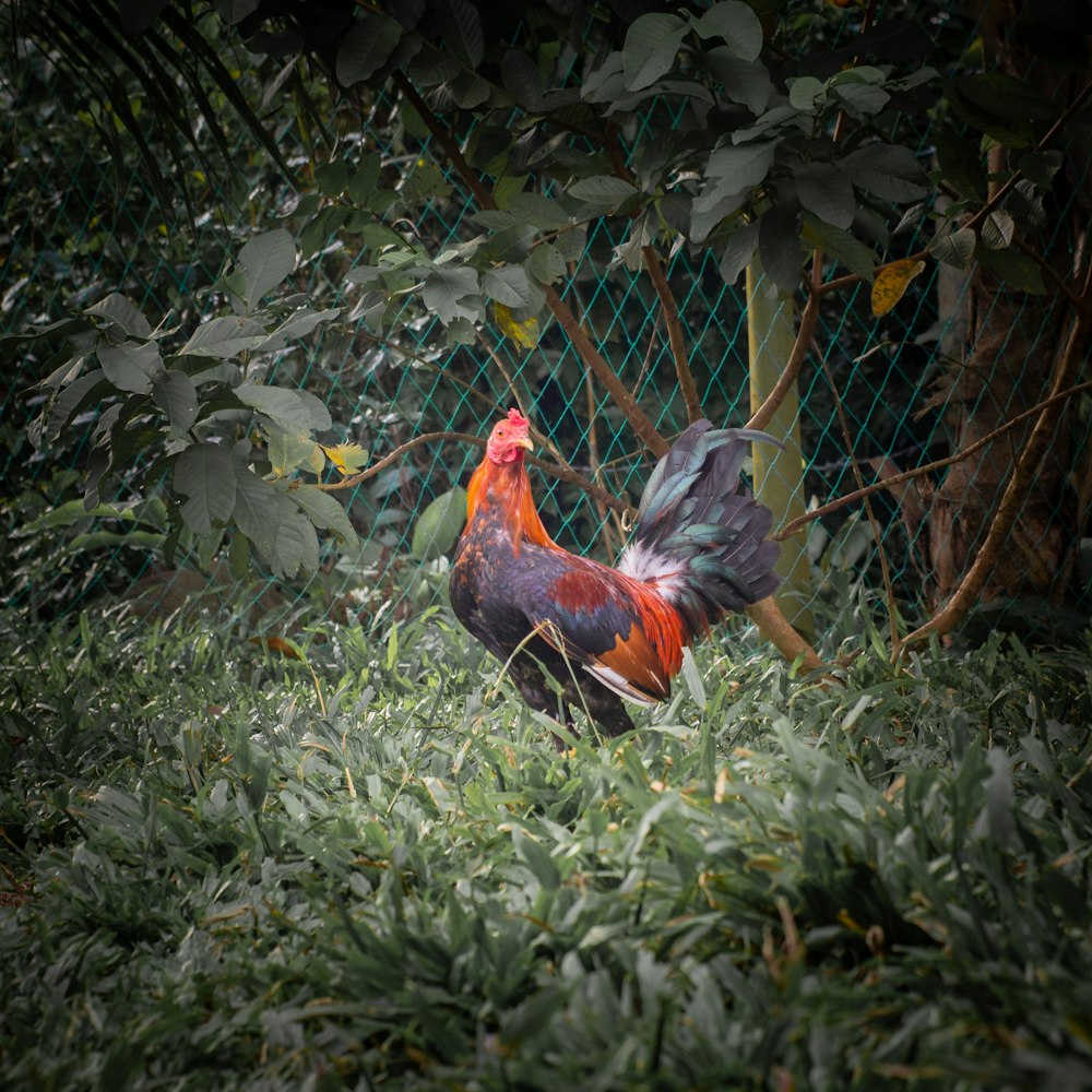 a rooster standing in the grass