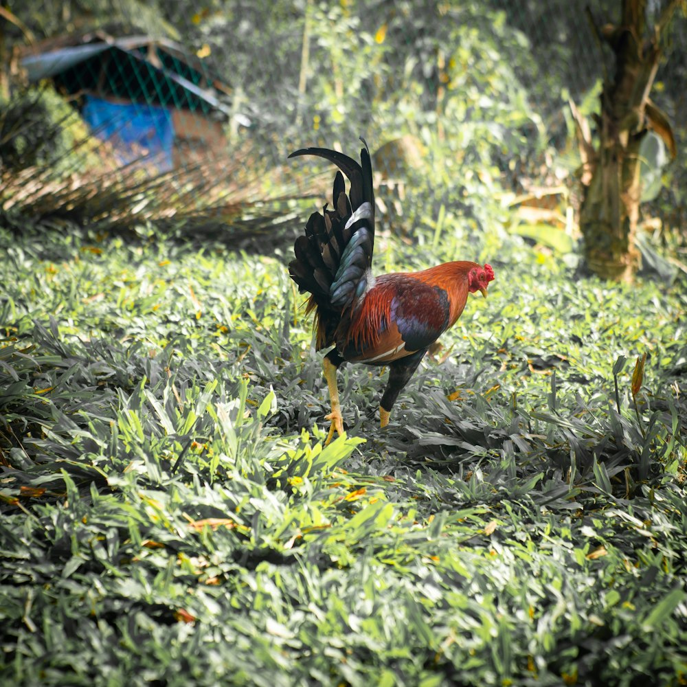a rooster walking in the woods