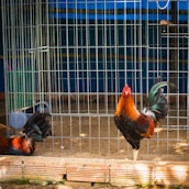 a group of chickens in a cage
