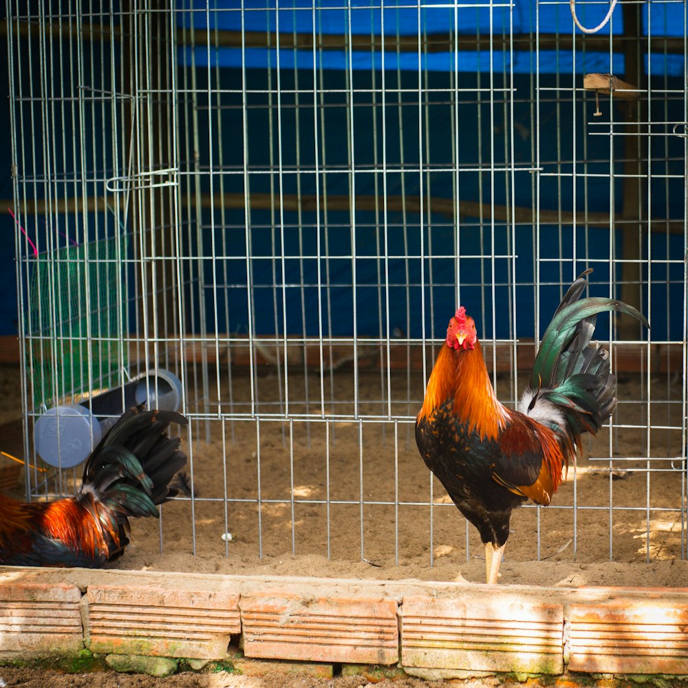 a group of chickens in a cage