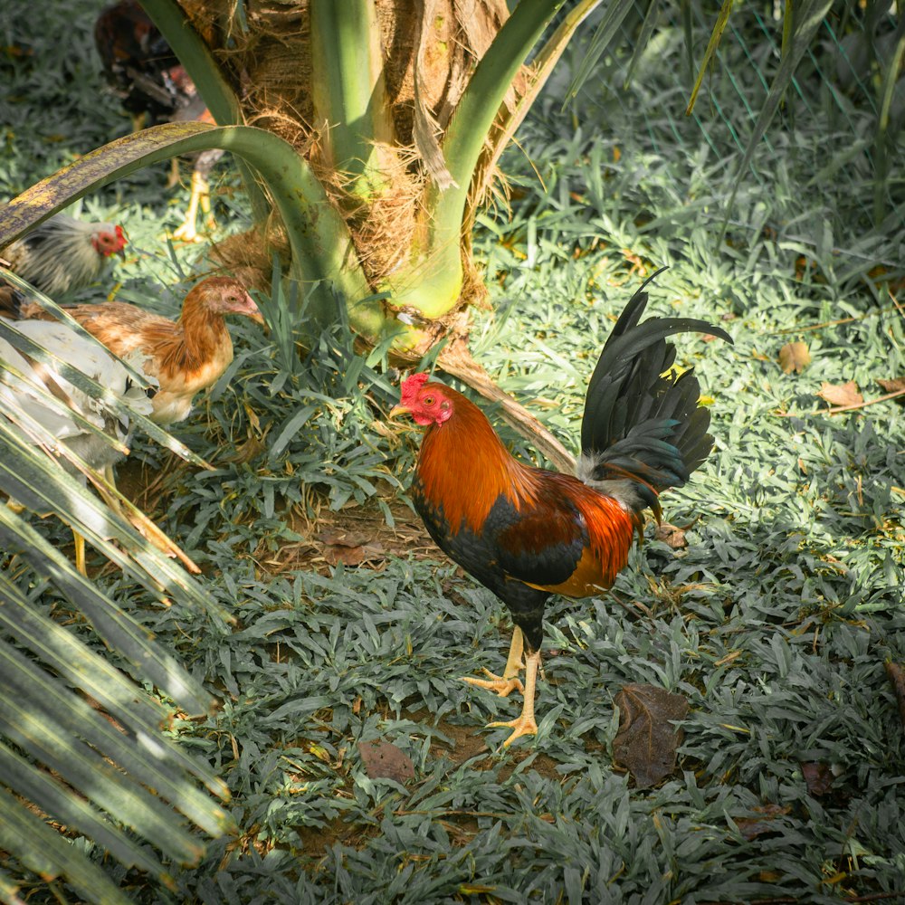 a rooster standing on grass