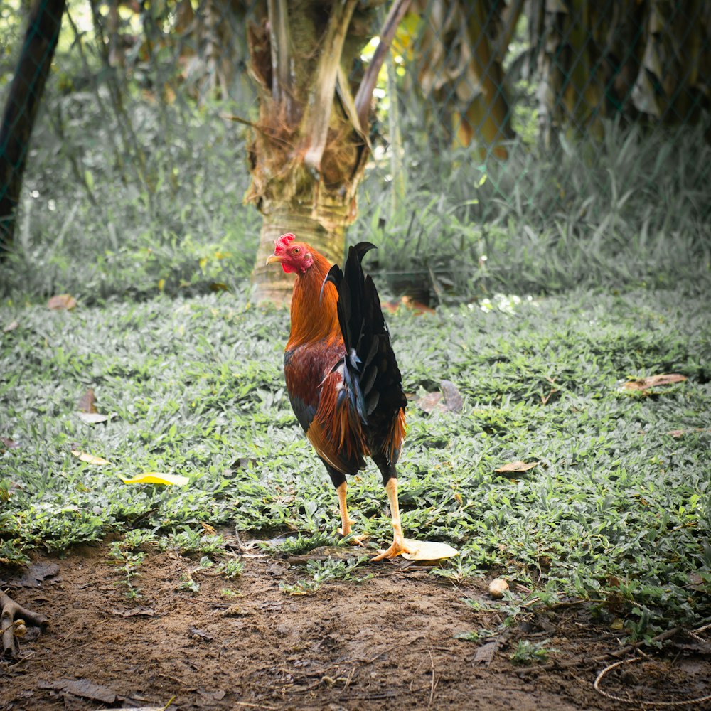 a rooster standing in the woods