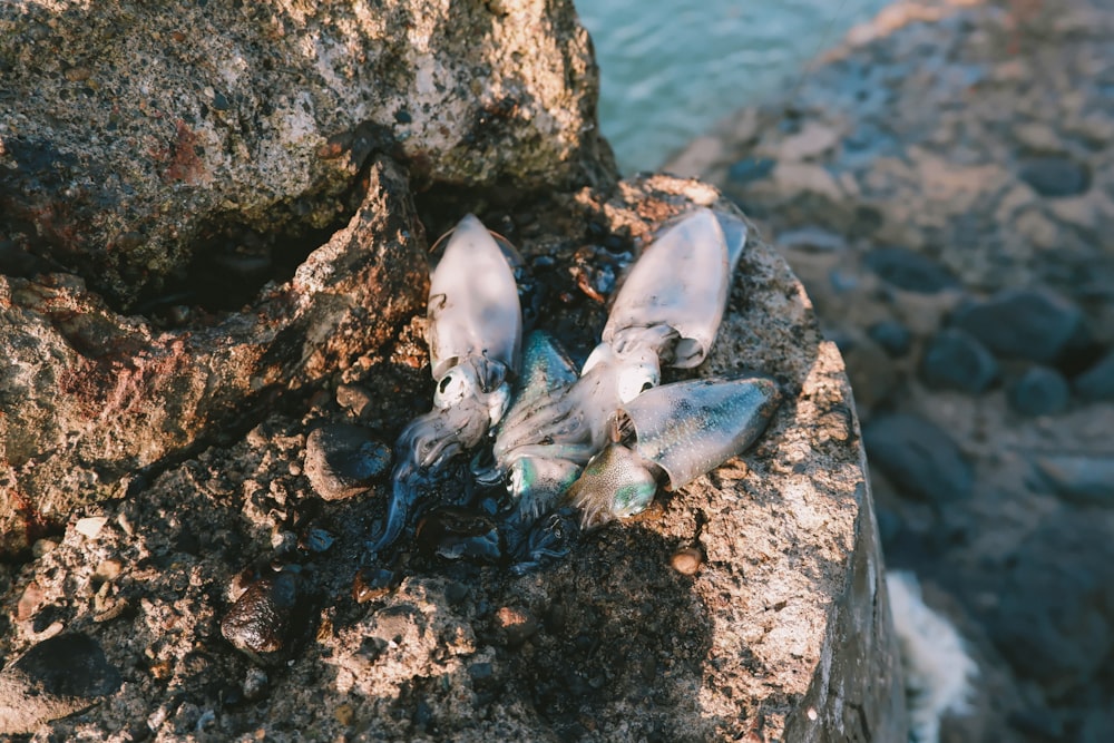 a group of snails on a rock