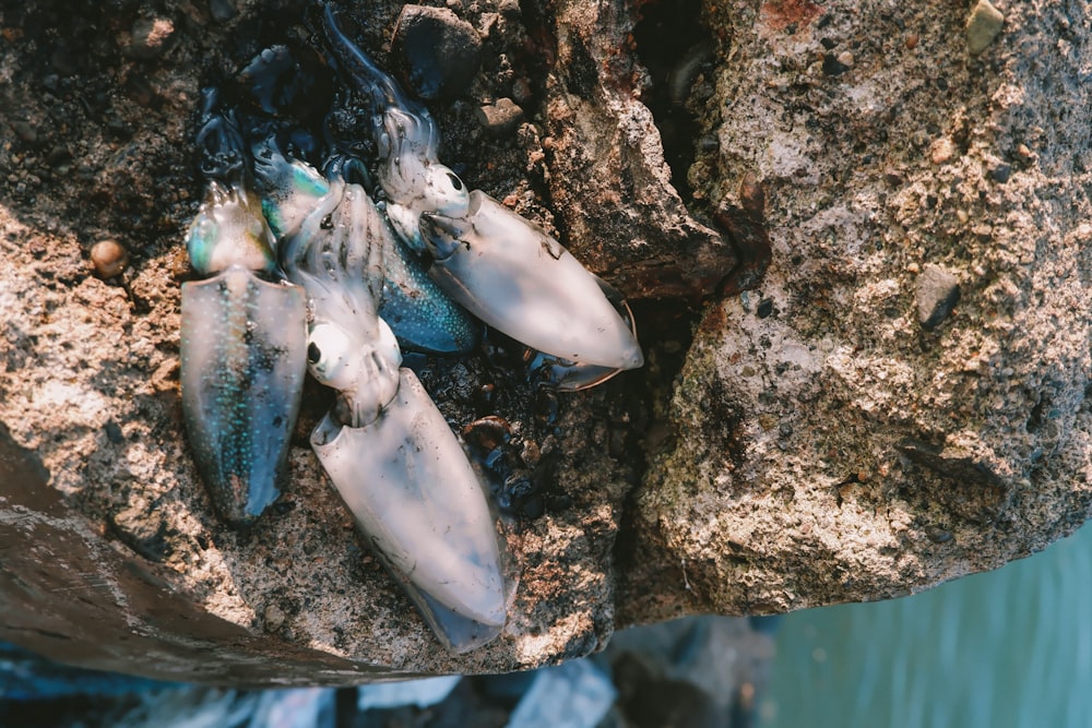 a group of white and blue fish