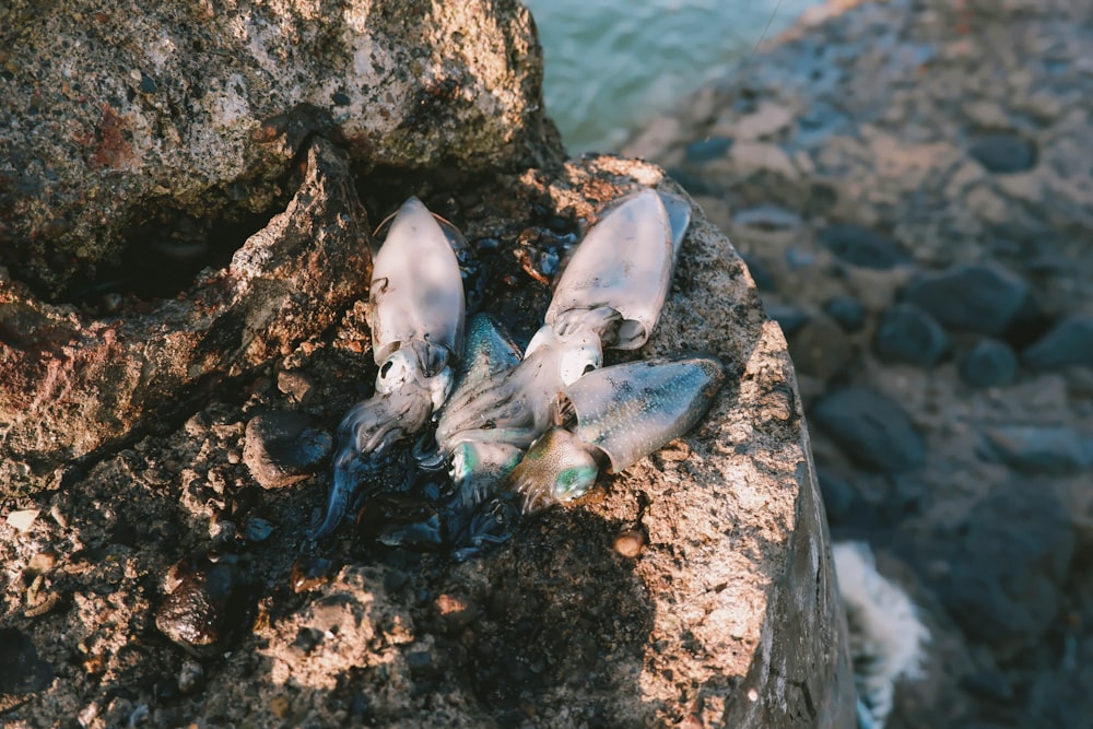 a group of crab on a rock