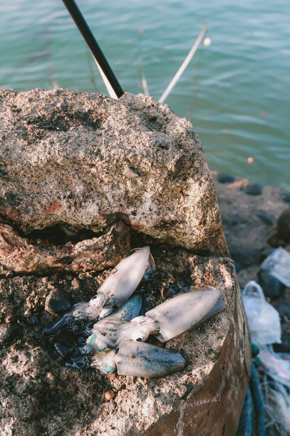 a group of turtles on a rock