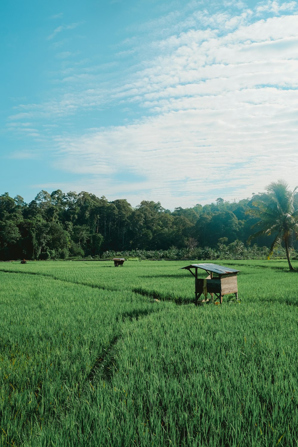 a grassy field with trees in the background