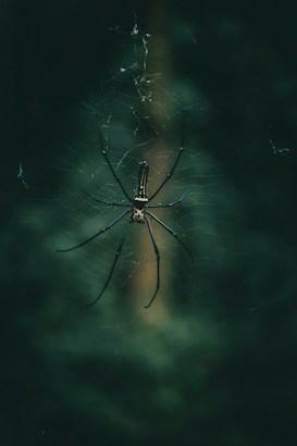 A large, dark-colored spider is centrally positioned on a delicate web. The background is a blurred, dark green, likely indicating foliage or a natural setting, creating an enigmatic atmosphere.