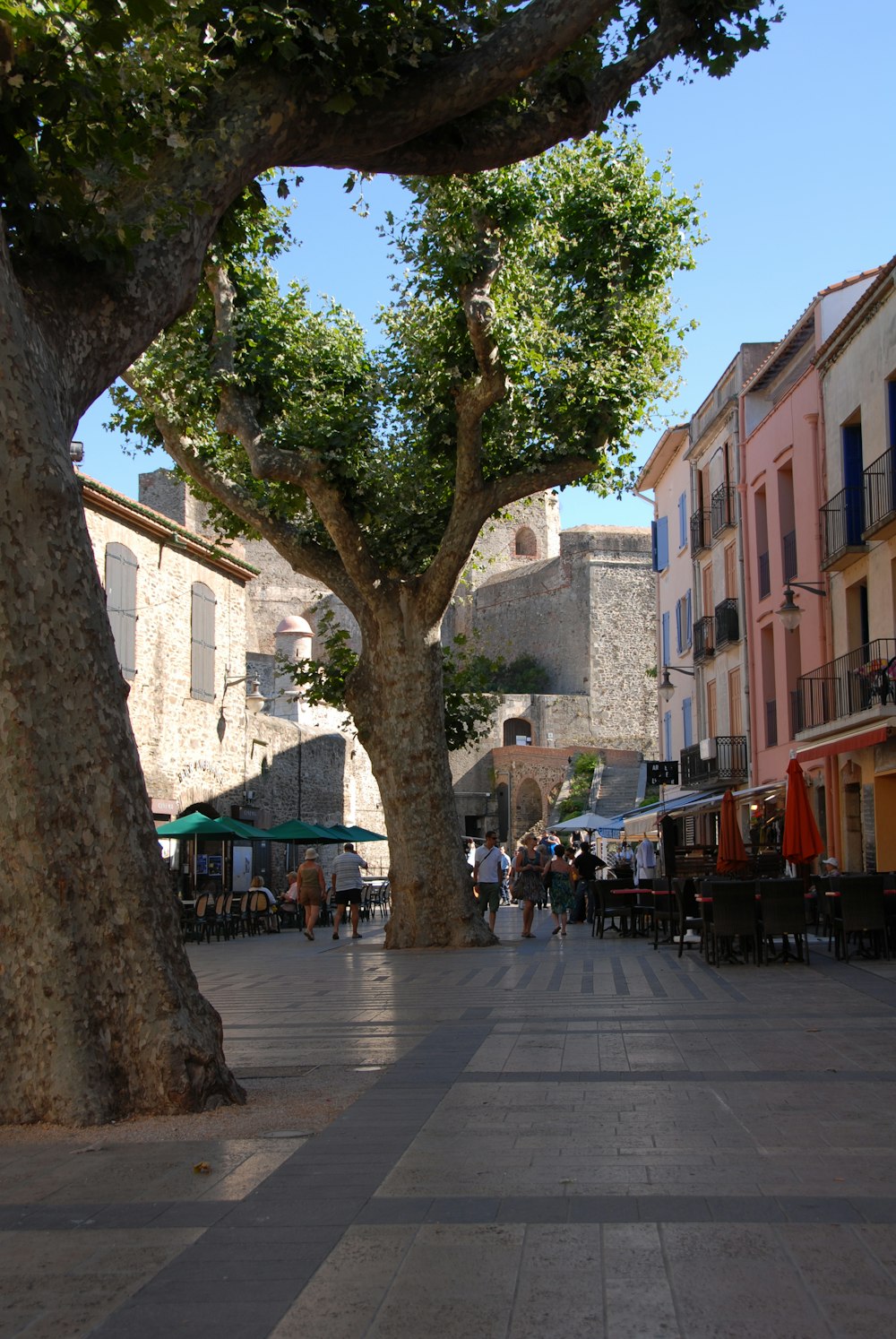 a tree in a courtyard