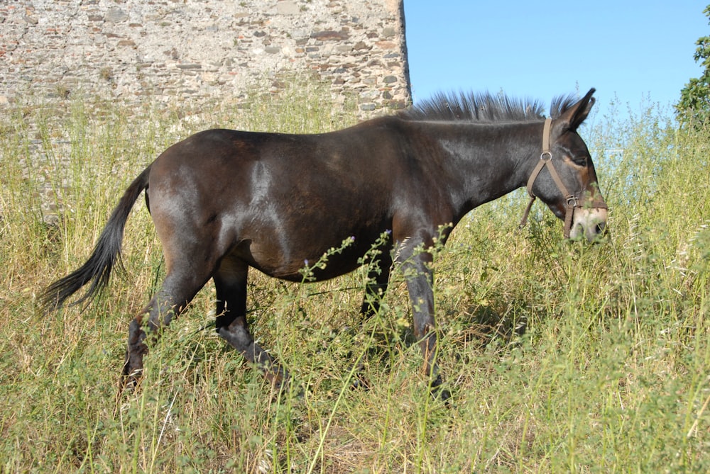 a horse in a field