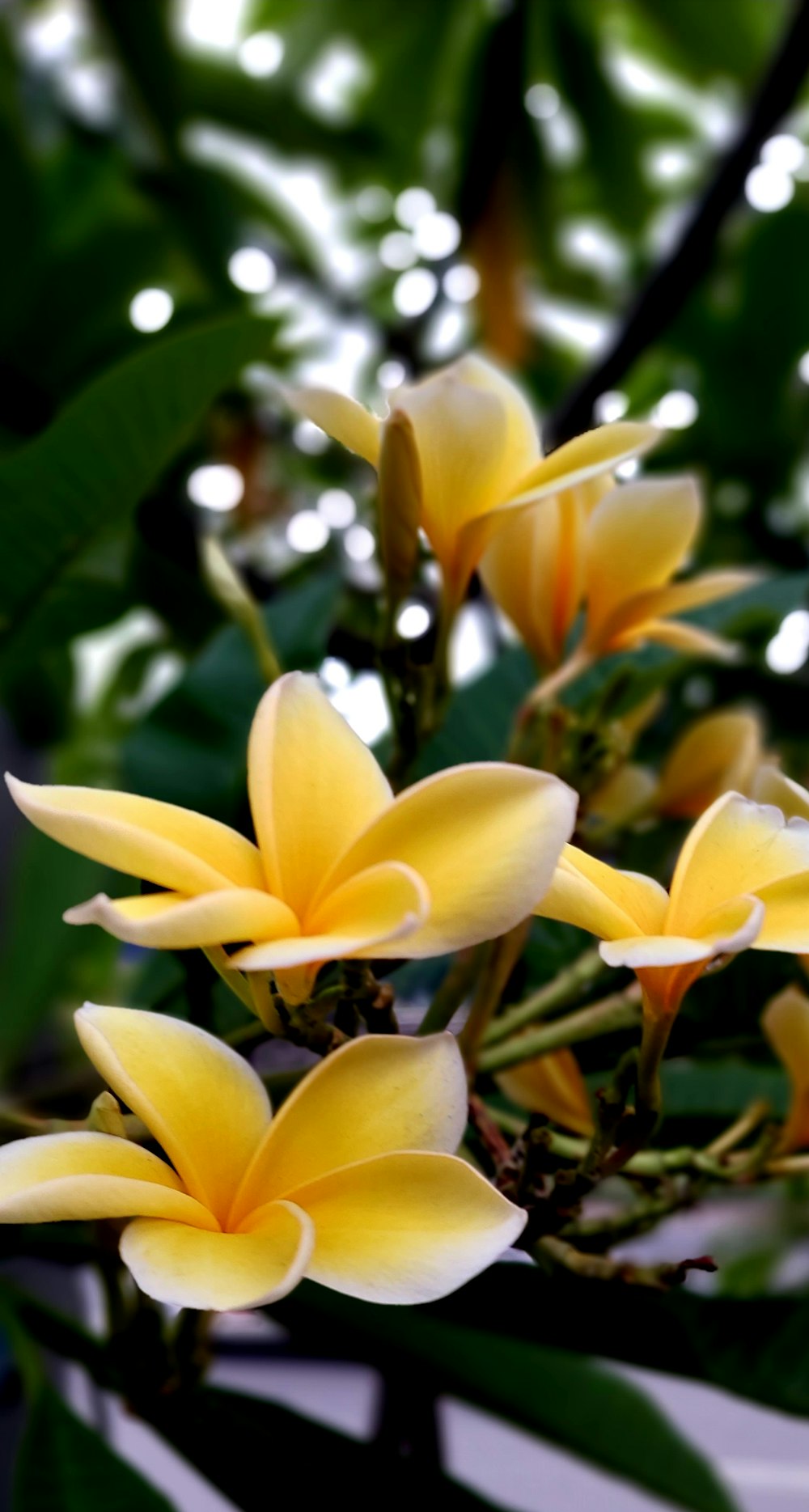 a group of yellow flowers