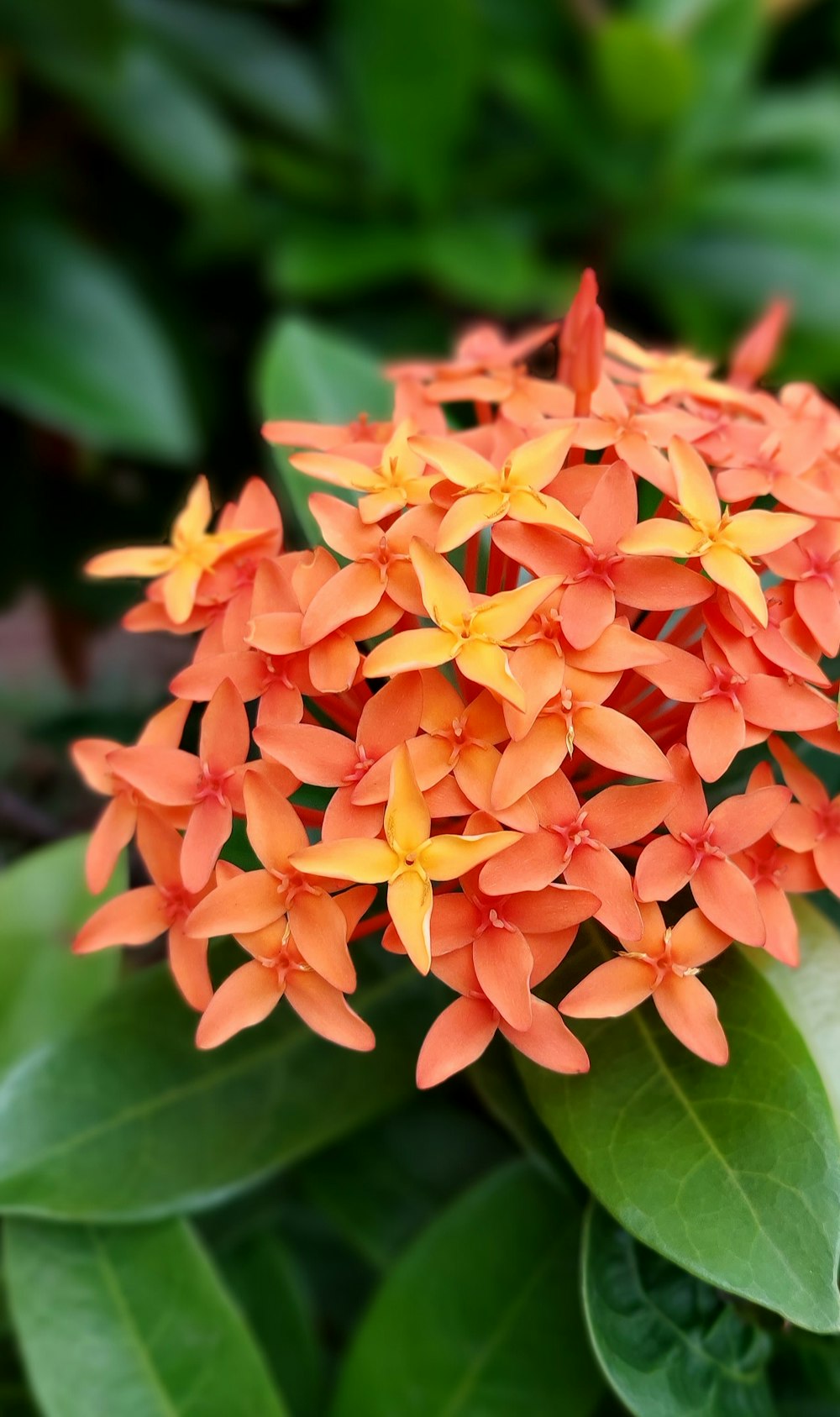 a close up of a flower