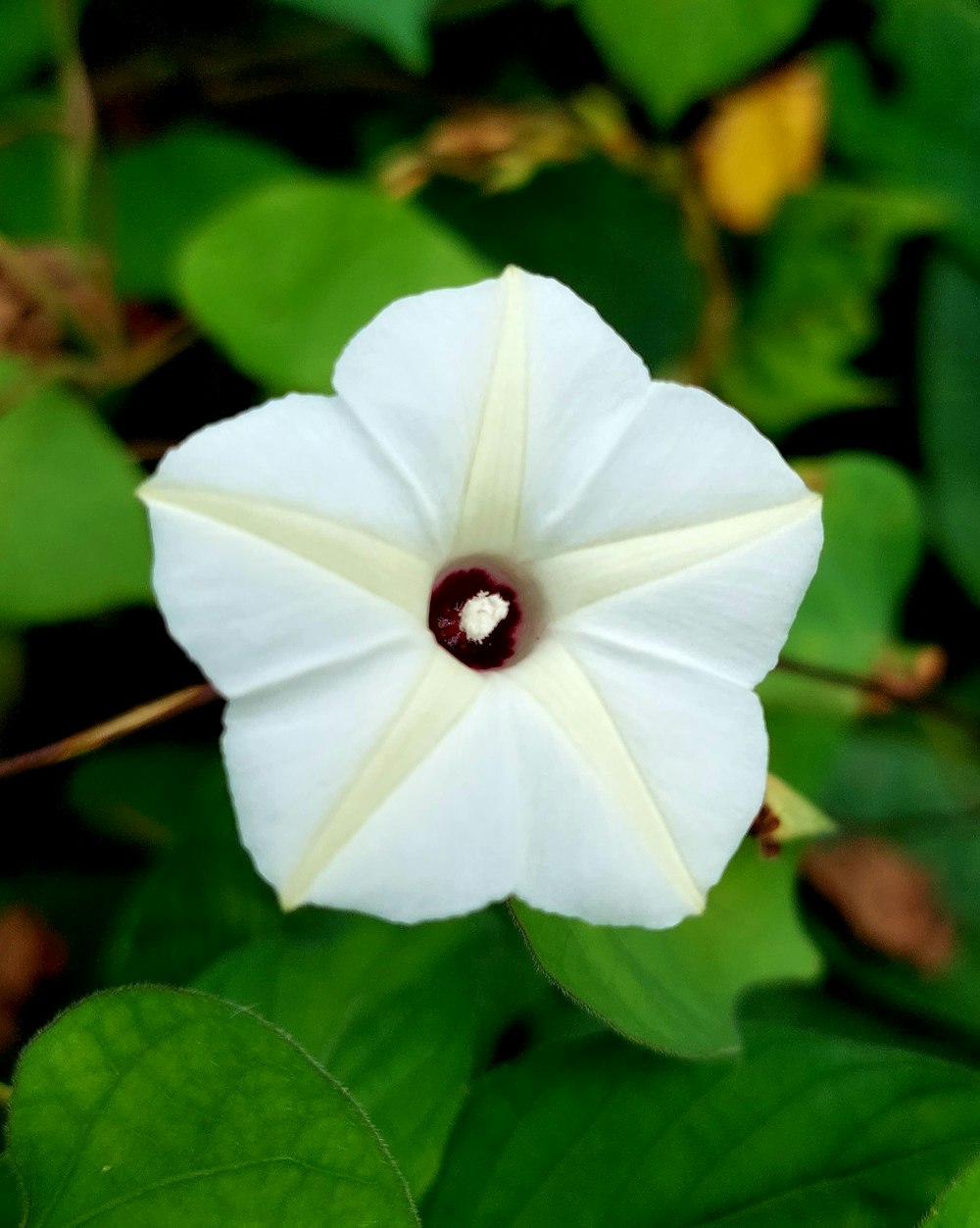 a white flower with a red center