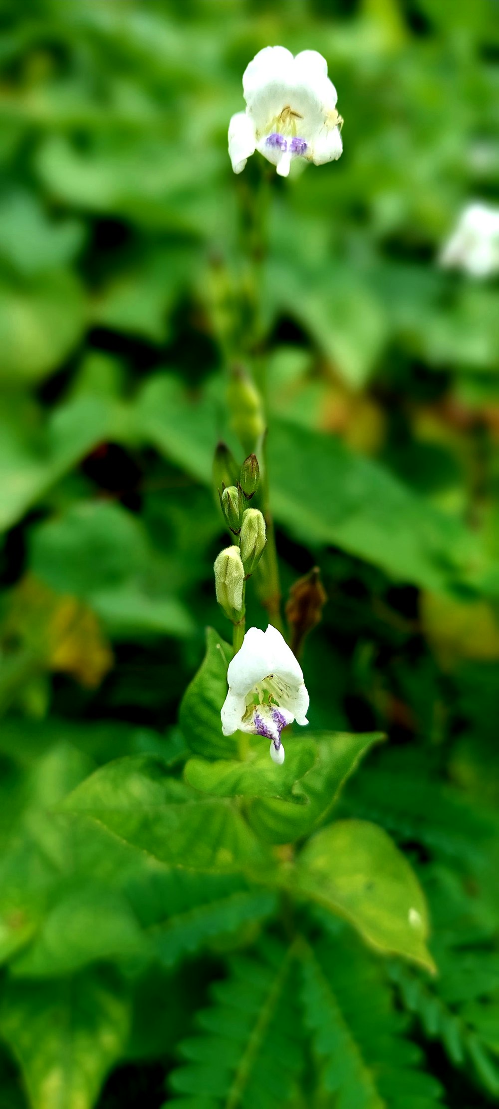 a close up of a flower