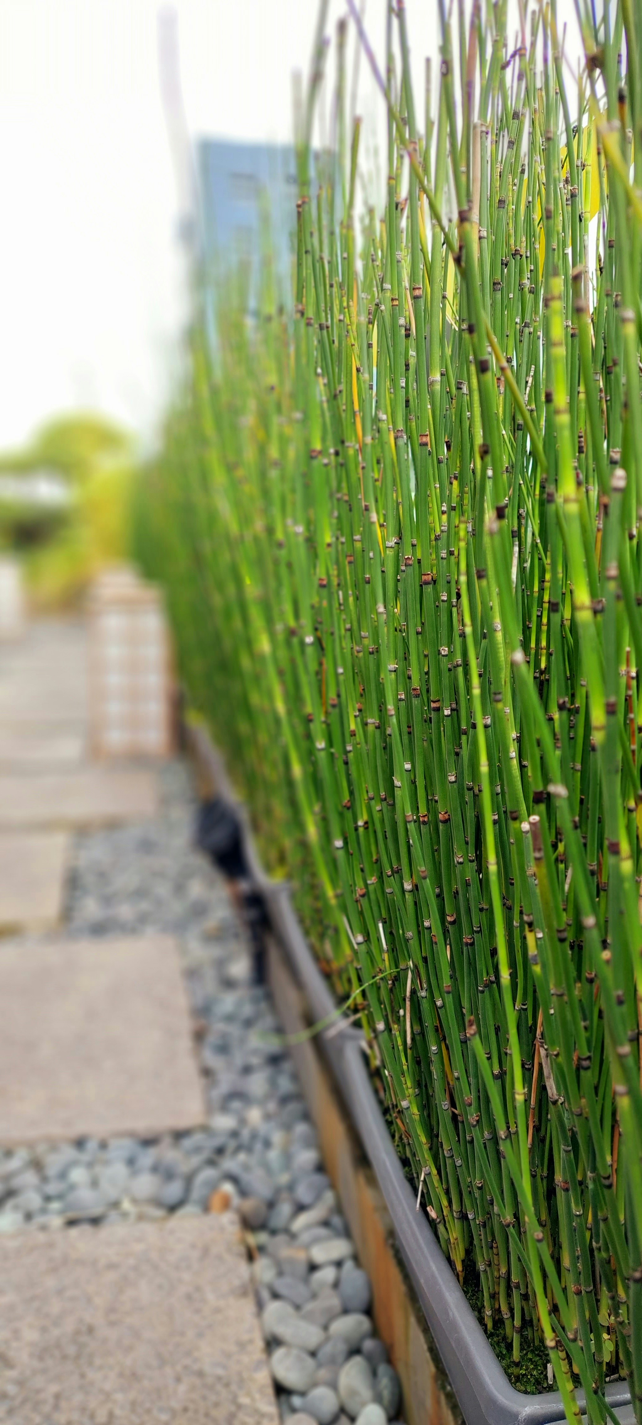Close-up tanaman