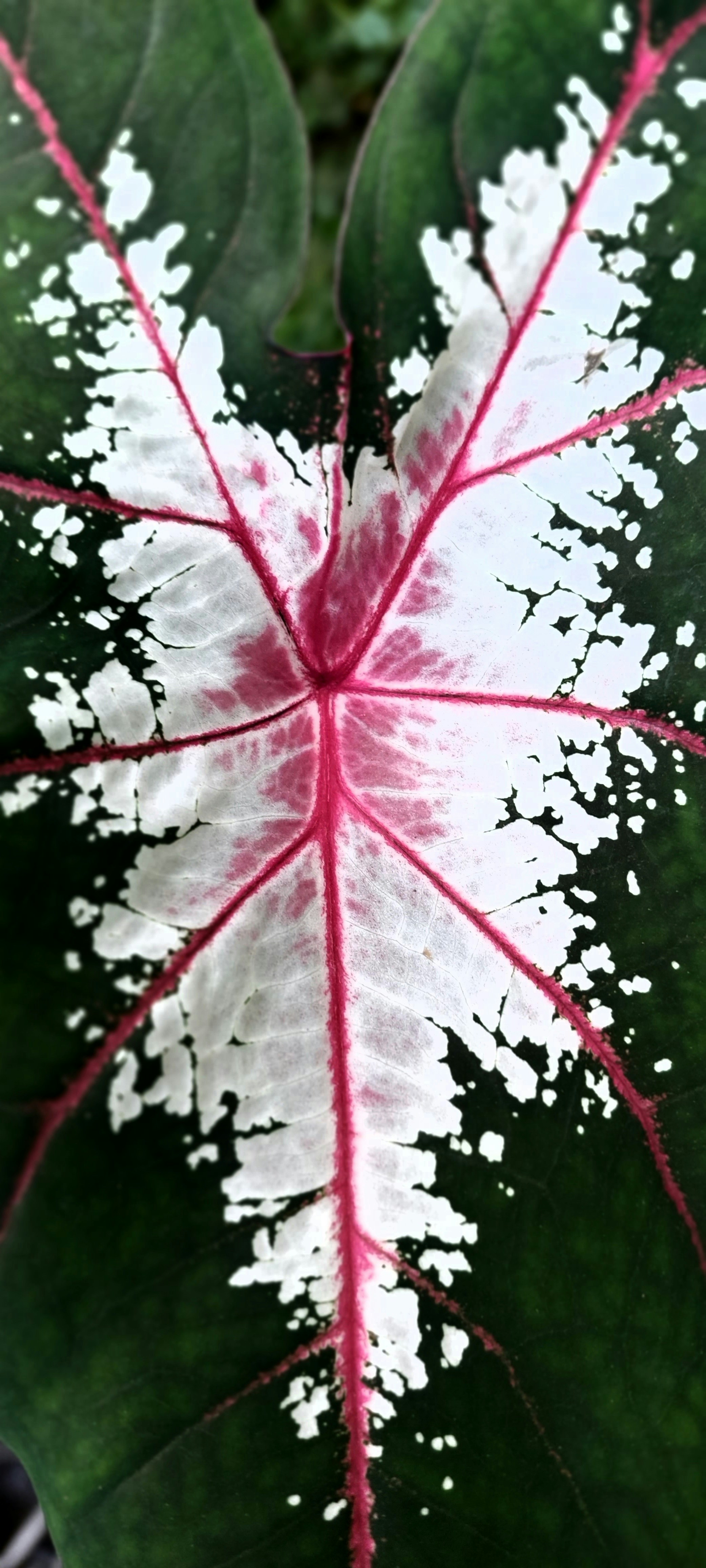 daun merah muda di pohon