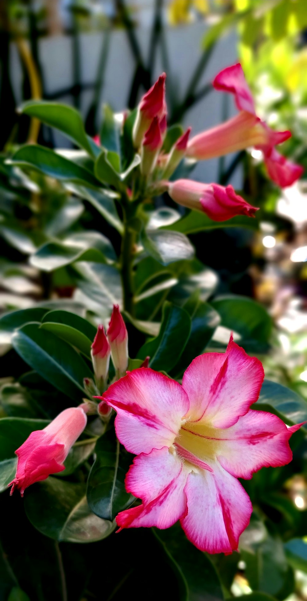 a close up of a flower