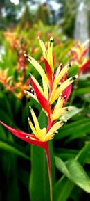 a close up of a flower