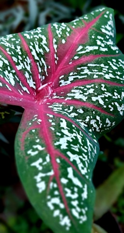 a close up of a leaf
