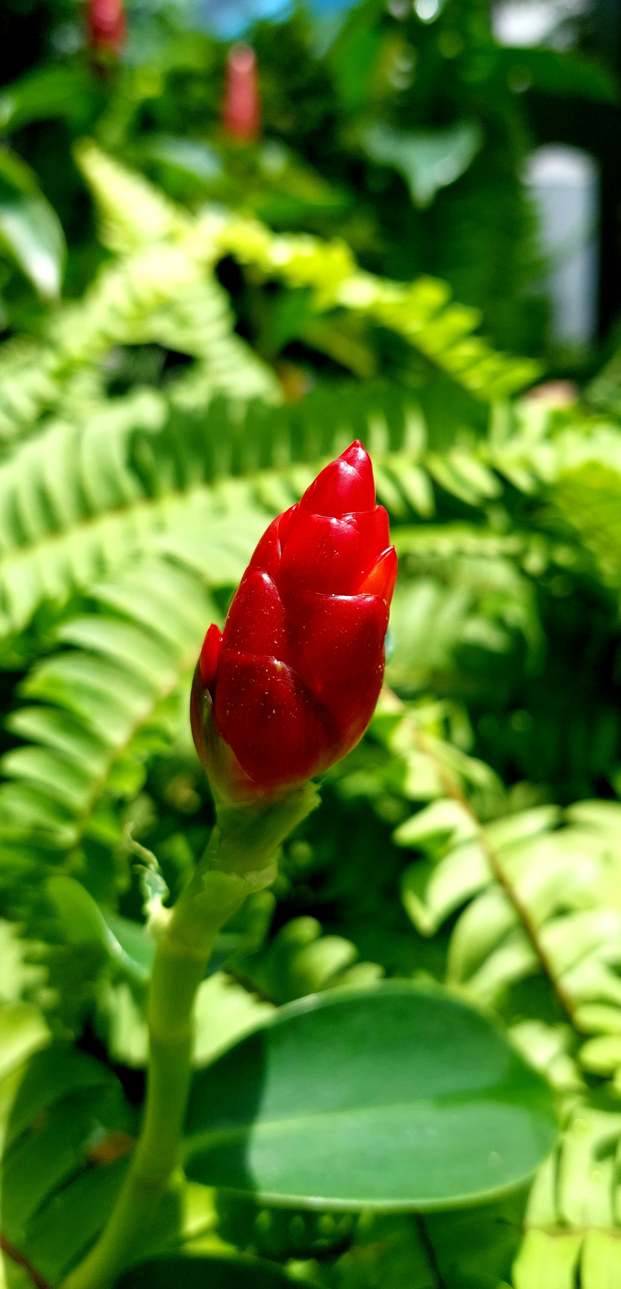 bunga merah di tanaman hijau