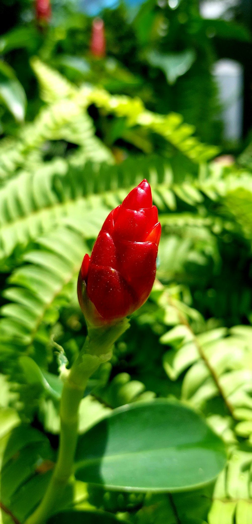 a red flower in a green plant