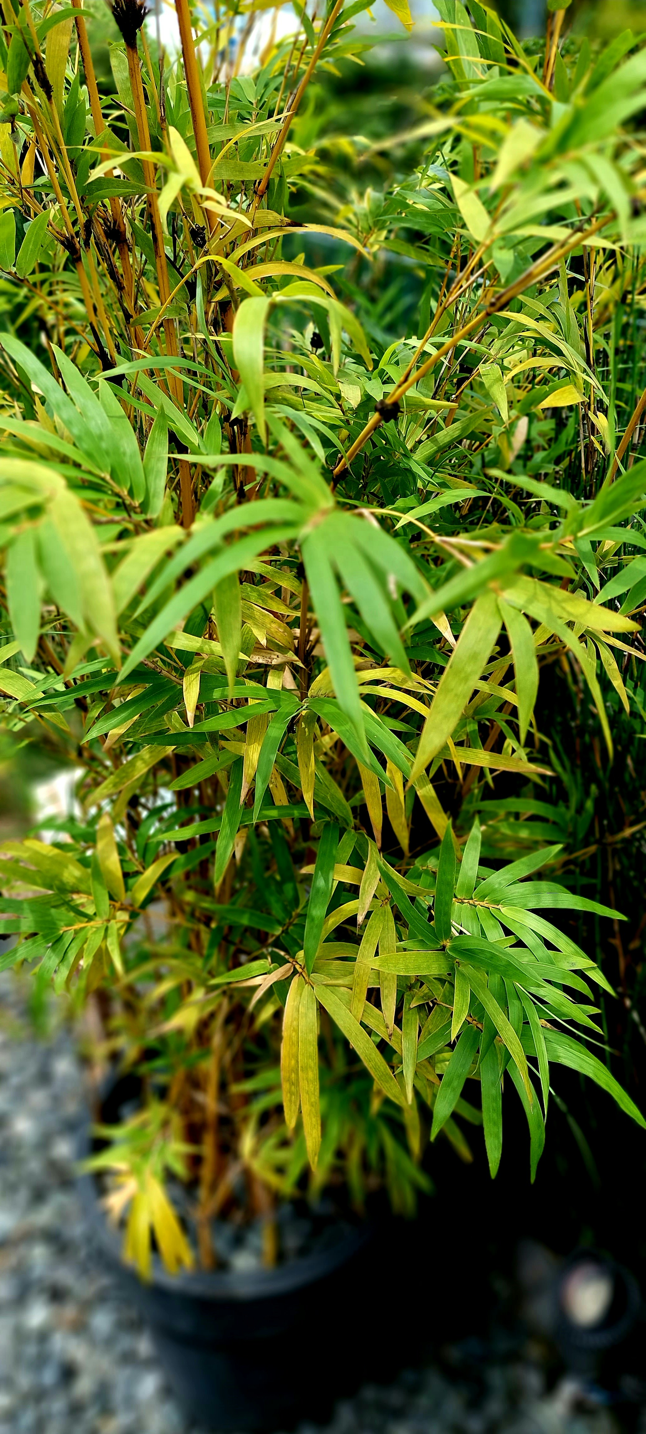 Photo by rubensukatendel