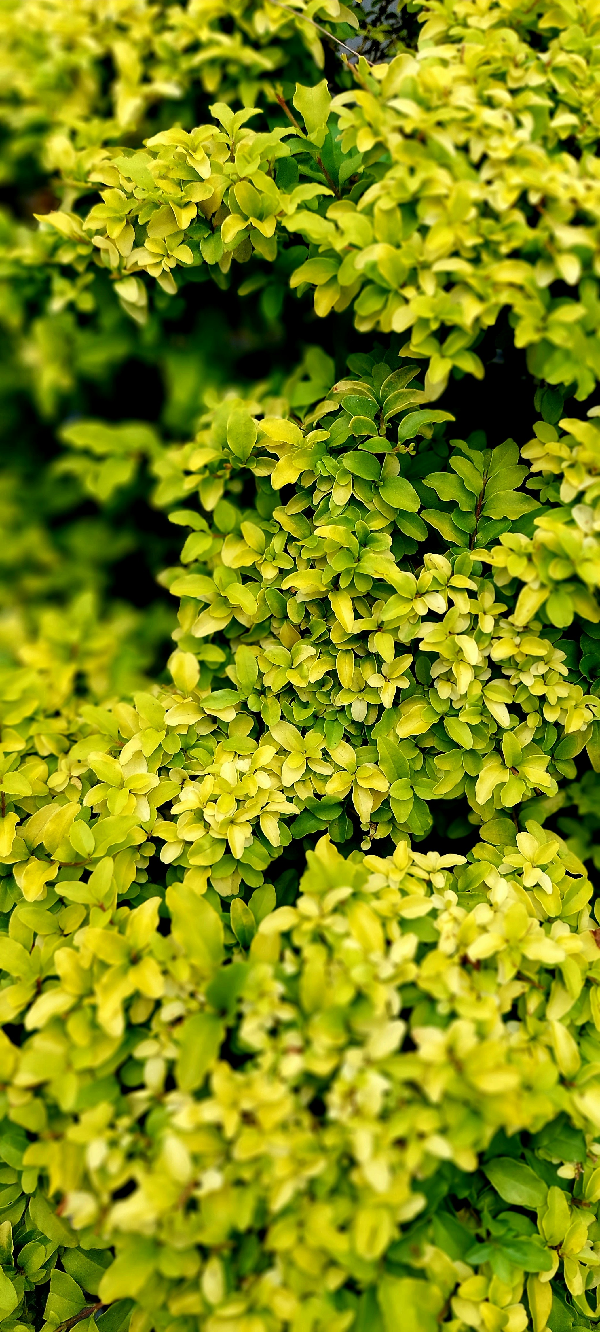 Close-up beberapa tanaman