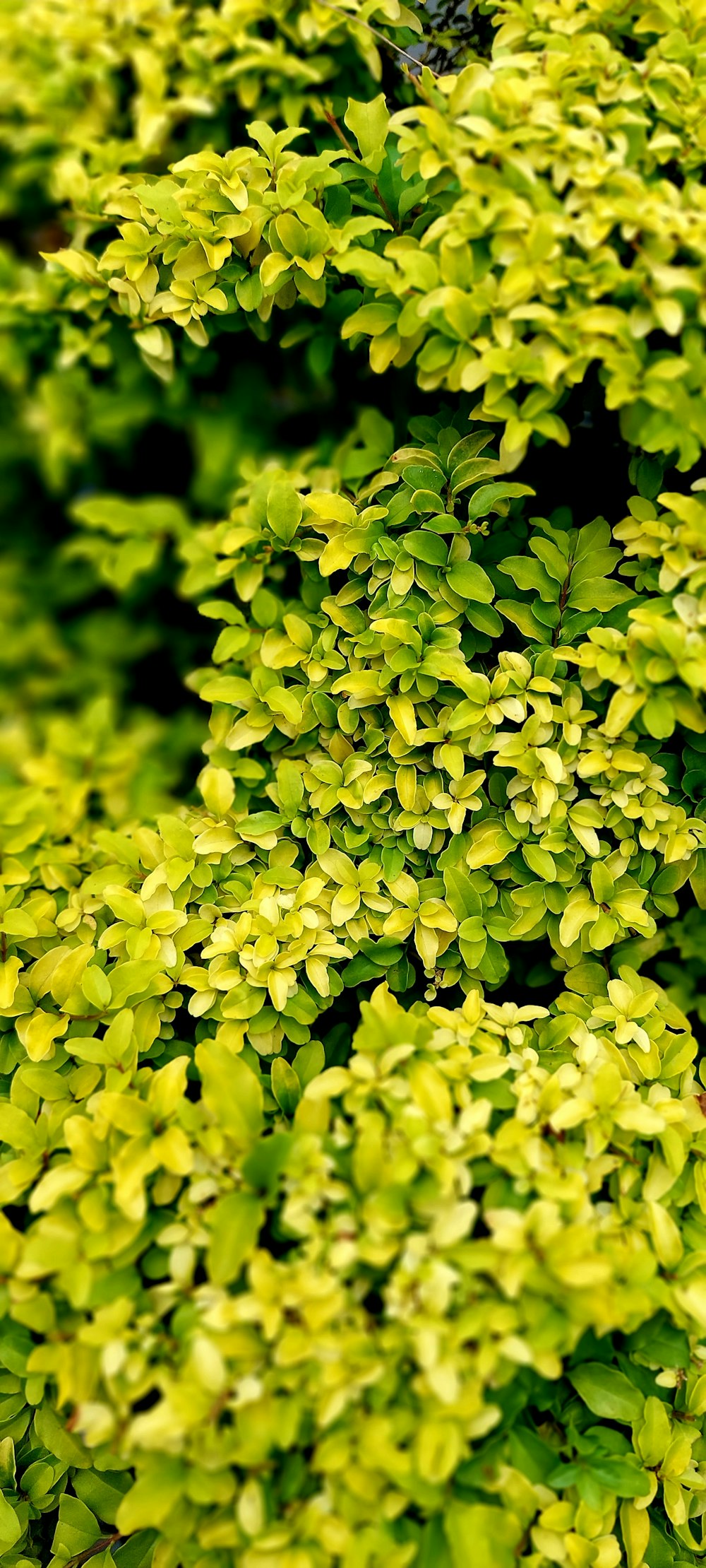 a close up of some plants