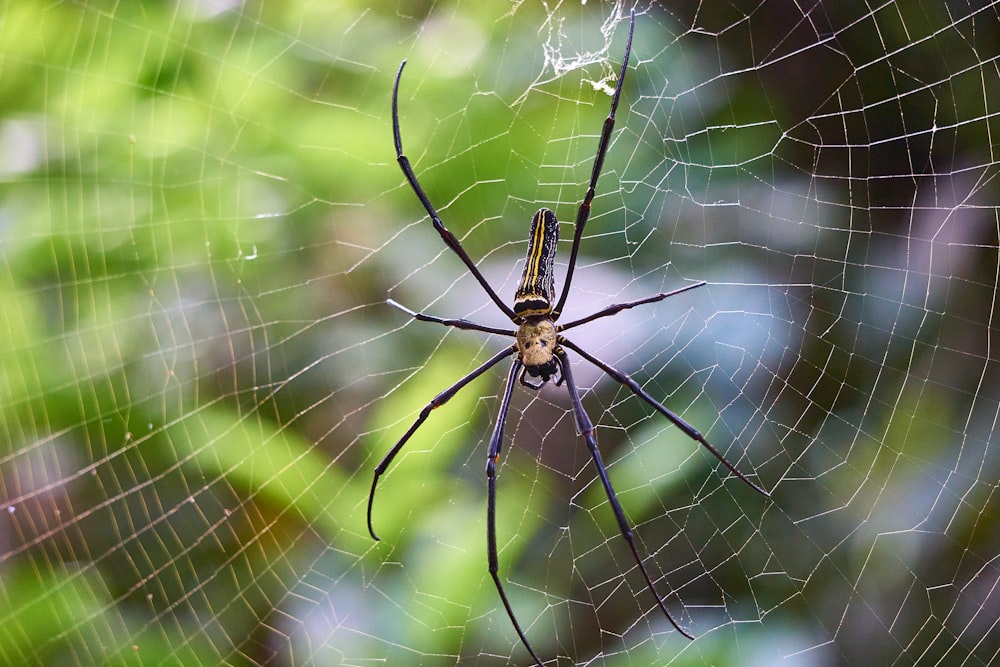 a spider on a web