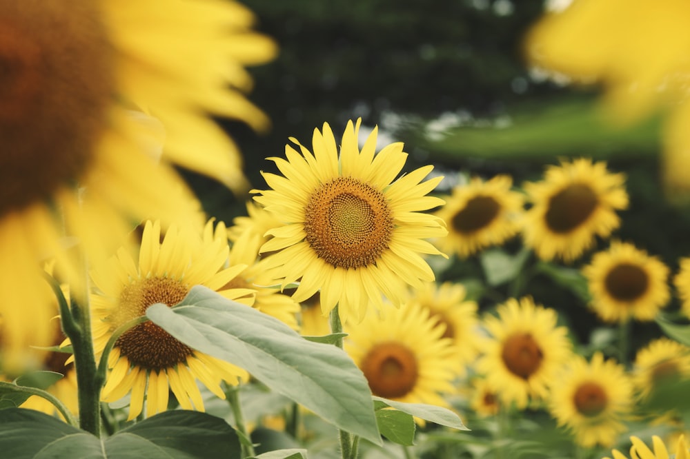 a group of yellow sunflowers