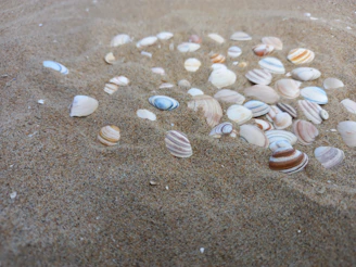 Close-up of delicate seashells scattered on warm, golden sand.