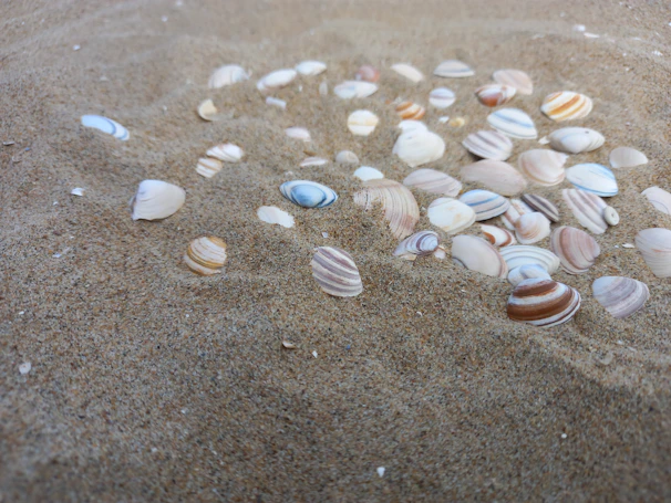 Close-up of delicate seashells scattered on warm, golden sand.