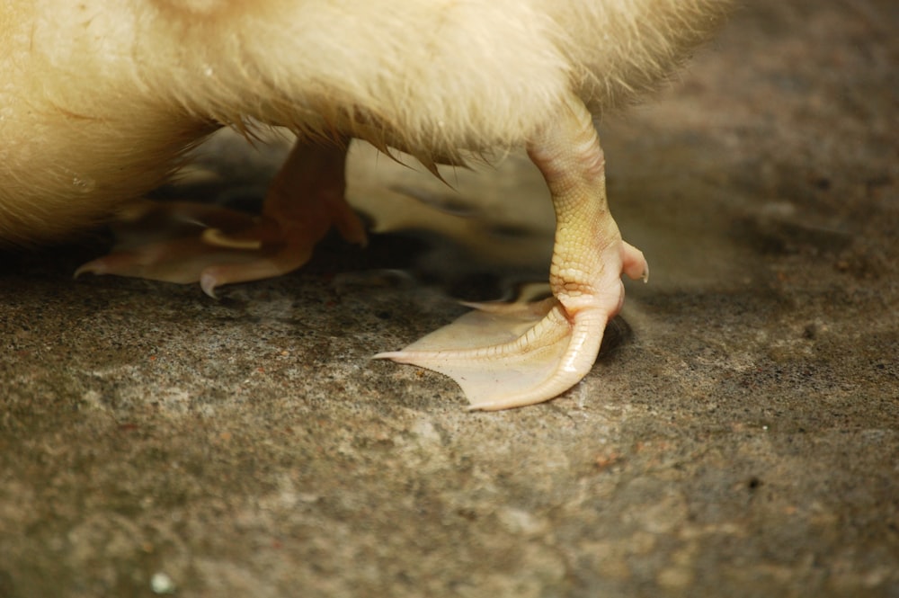 a duck eating a piece of bread